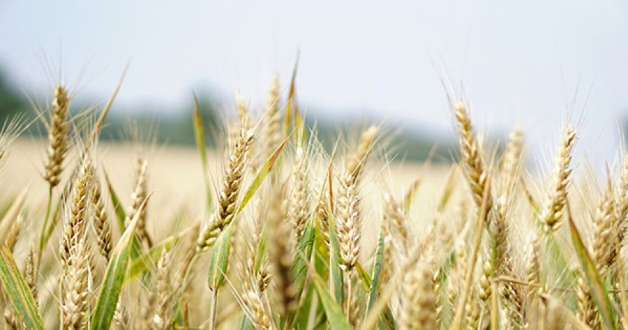 Salta il tavolo sul rinnovo contratto addetti coop agricole